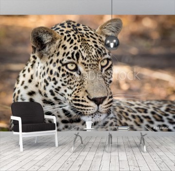 Bild på Stunning looking male leopard relaxing
